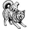 Eurasier | Murmures Popo