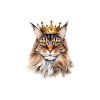 Pyjama Chat Maine Coon Humour