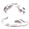 Bigfoot Eishockeyspieler