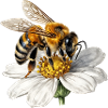 Bee on white flower