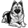Eurasier | Good Boy