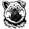 Eurasier | Welpe