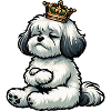 Havanese Havanese Owners Havanese Farmers