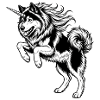 Eurasier | Unicorn | Male