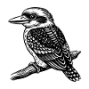 Kookaburra