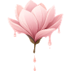 Magnolia Blossom Illustration Dripping Flower