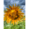Sunny sunflower in dark sky