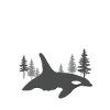 Haida Gwaii Orca