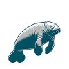 Key West Manatee