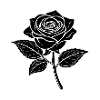 Full bloom rose