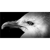 Schwarzweißes Möwenprofil