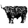 Highland Cattle