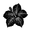 Fleur d’hibiscus