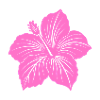 Hibiskusblüte