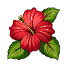 Hibiscus flower