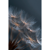 Dandelion Dewlight