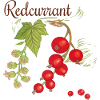 Red currant