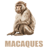 Macaque Macaque