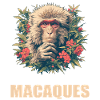 Macaque Macaque