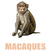 Macaque Macaque
