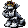 Schnauzer Giant Schnauzer Schnauzer Owner