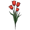 Tulips