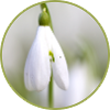 Snowdrop Blossom White Bloom Early Bloomer