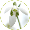 Snowdrop Blossom White Blossom Spring
