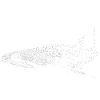 whale shark