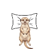 Meerkat Sleep Shirt