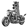 Zebra on motorcycle with sunglasses