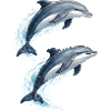 Two jumping dolphins illustration
