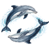 Two jumping dolphins illustration