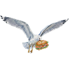 Funny Seagull Steals Fish Rolls Beach