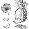  Ananas