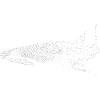 whale shark