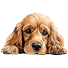 Cocker Spaniel Dog
