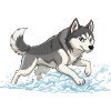 Husky Sprint in Snow Foam