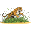 Leopard in the Grass – Cartoon Ferocity
