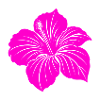 Hibiscus flower