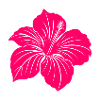Hibiscus flower