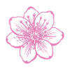 Fleur de cerisier