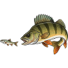 Perch hunts fish