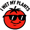 I wet my plants tomato gardening