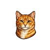 Orange Cat Head Illustration