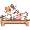 Reformer Pilates Cat