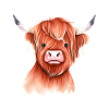 Highland Cattle Rind Illustration