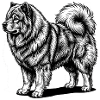 Eurasier | Old Dude