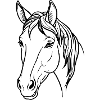 Tête de cheval