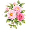 Rosa Kamelienblüten Illustration  